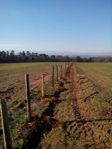 2017 Planting of 250 trees as plot dividers, mulching with straw manure produced on the farm. Still to be installed: drip irrigation, sheep fencing, electric fencing and individual corsets for a serene cohabitation with the farm's herds