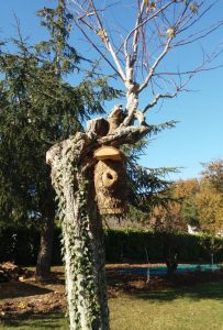 Instalación de cajas nido. Instalada en una vieja acacia injertada, ¿será esta caja nido de tamaño para carboneros adecuada para establecer un nido cerca de árboles frutales y hortalizas?