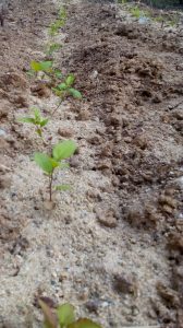 2016 Apple seedling emergence