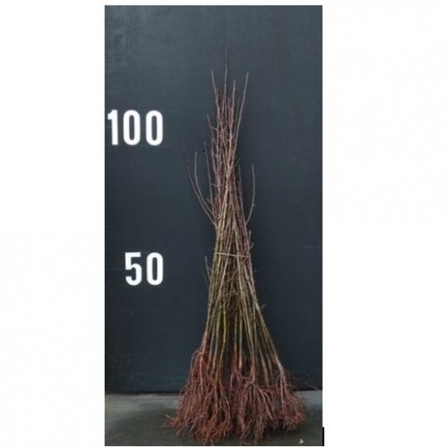 Capture d’écran 2026-02-03 à 11.44.54