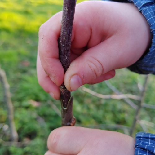 Greffage avec pince à greffer, pas idéale mais a le mérite de rendre le greffage accessible à tous!