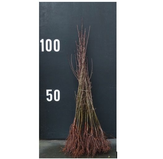 Capture d’écran 2026-02-03 à 11.44.54