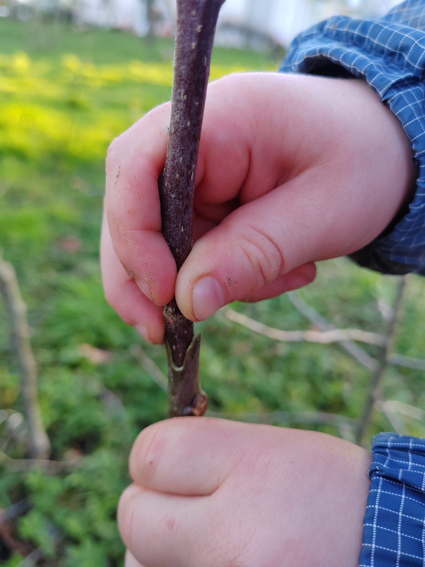 Greffage avec pince à greffer, pas idéale mais a le mérite de rendre le greffage accessible à tous!